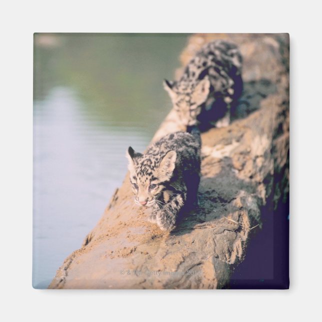 Imã Filhotes leopardo em log (Frente)