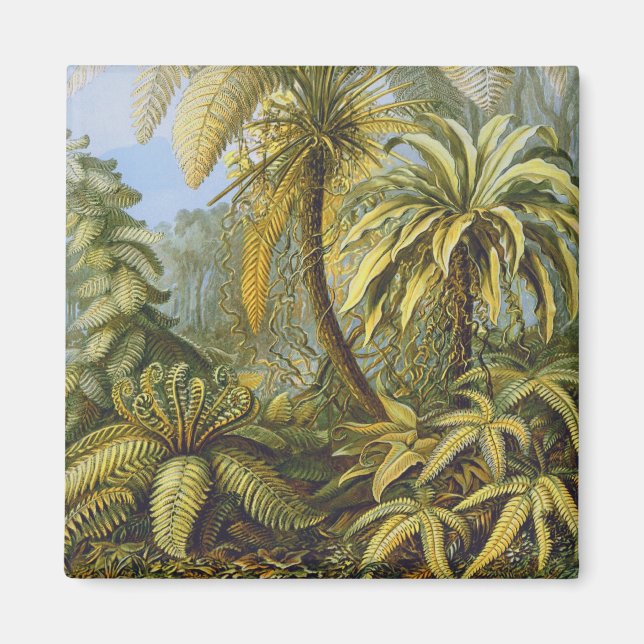 Imã Filicinae (Ferns), Ernst Haeckel Belas Artes (Frente)