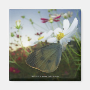 Imã Fim-acima da borboleta na flor