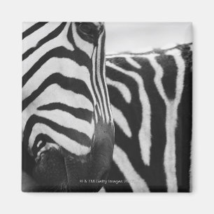 Imã Fim-acima da cara e do ombro da zebra