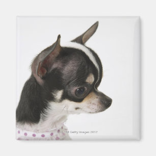 Imã Fim-acima da chihuahua, vista lateral