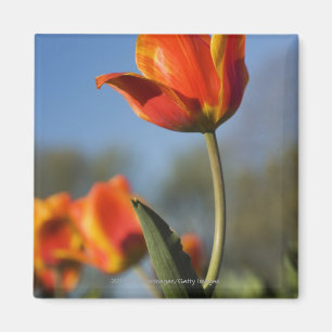 Imã Fim-acima de flores da tulipa