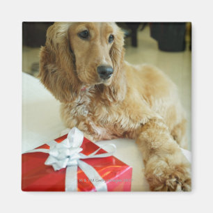 Imã Fim-acima de um cão com um presente