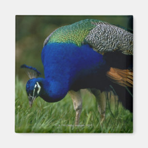 Imã Fim-acima de um pavão