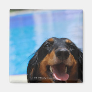 Imã Fim-acima de uma ânsia do cão do Dachshund