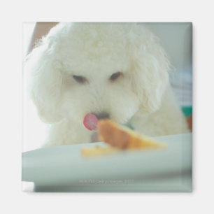 Imã Fim-acima de uma caniche diminuta que come a