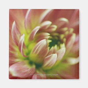 Imã Fim-acima de uma flor