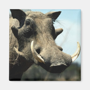 Imã Fim-Acima de Warthog