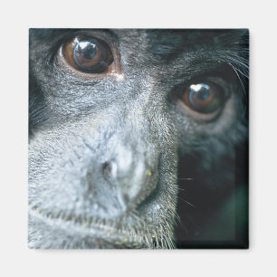 Imã Fim-acima do macaco