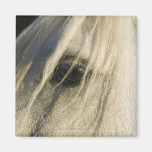 Imã Fim-acima do olho do cavalo