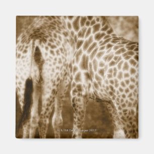 Imã Fim-Acima do parque nacional de Kruger dos girafas