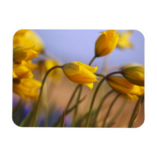 Ímã Fim-acima dos daffodils