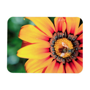 Ímã Fim-Acima extremo de uma abelha que recolhe o