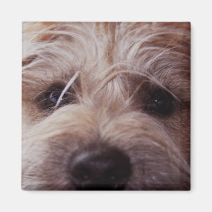 Imã Fim da cara do filhote de cachorro acima do ímã