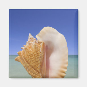 Imã Fim de Shell do mar acima