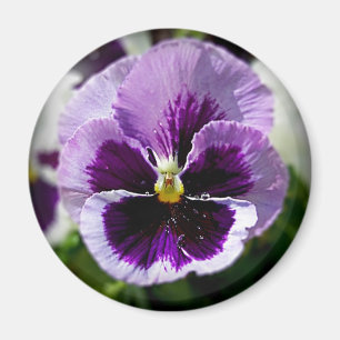 Imã Fim roxo do amor perfeito acima