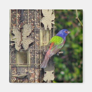 Imã finch-1- os 5-06 de fevereiro