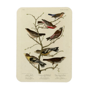 Ímã Finch, Bunting, Grosbeak, Aves de Audubon da Améri