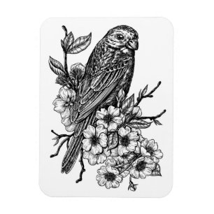 Ímã Finch no ramo de cereja