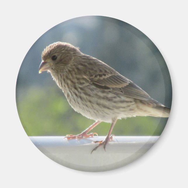 Imã Finch no Sol da Manhã. (Frente)