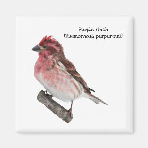 Imã Finch Roxo
