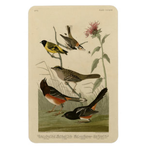 Ímã Finch, Towhere, Sparrow, Pássaros da América de Au