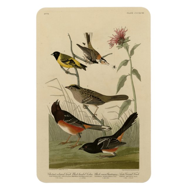 Ímã Finch, Towhere, Sparrow, Pássaros da América de Au (Vertical)
