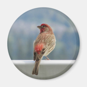 Imã Finch Vermelho Verificando a Vista.