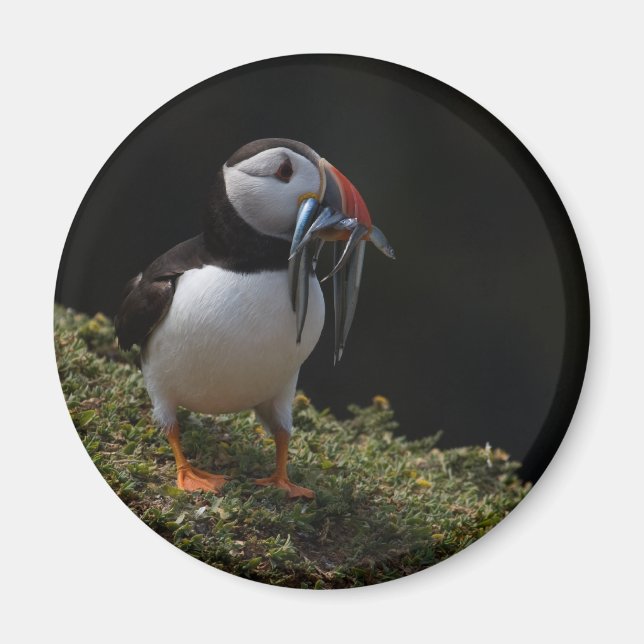Imã Fisher Puffin (Frente)