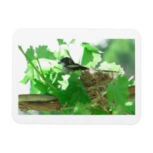 Ímã Fiskaal Laksman Fiscal Shrike Bird Nest