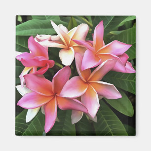 Imã Fita De Frangipani Rosa Pálido