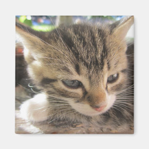 Imã Fitsy o um ímã bonito