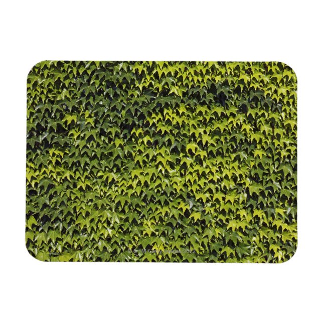 Ímã Fivy comum (hedera helix) na parede da casa (Horizontal)