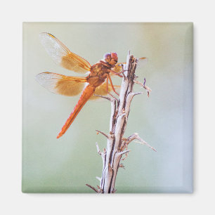 Imã Flame Skimmer Dragonfly em Agave