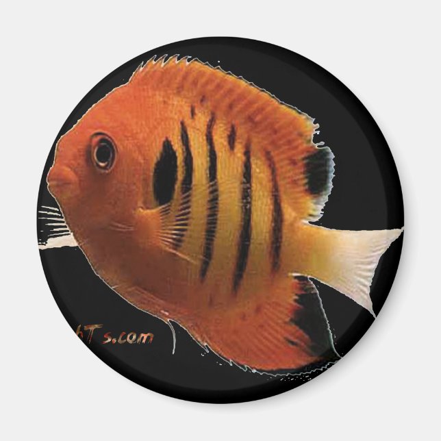 Imã FlameAngel (Frente)