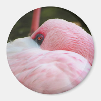 Imã Flamingo