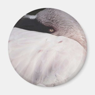 Imã Flamingo