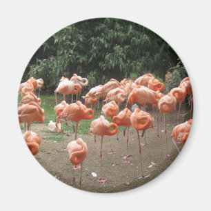 Imã Flamingo