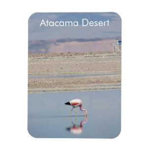Ímã Flamingo Atacama Desert - Imagem Flexível