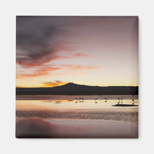 Imã Flamingo chileno