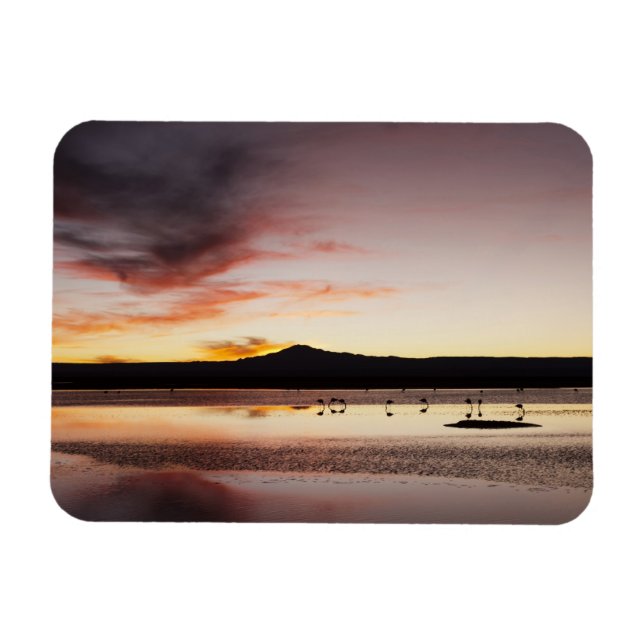 Ímã Flamingo chileno (Horizontal)