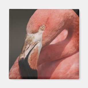 Imã Flamingo Chileno, Phoenicopterus chilensis