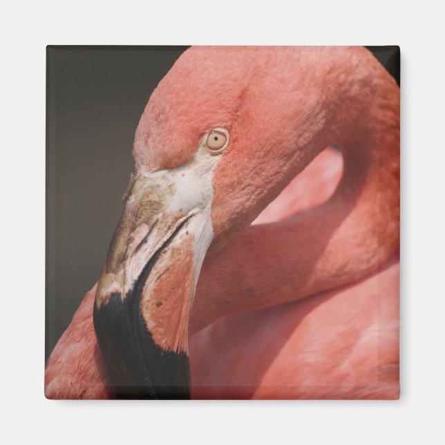 Imã Flamingo Chileno, Phoenicopterus chilensis (Frente)