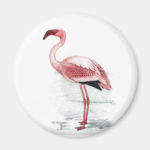 Imã Flamingo Claude Gibney Finch Davies