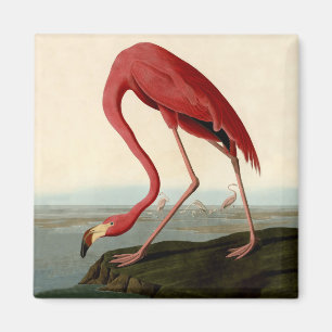 Imã Flamingo do americano de Audubon