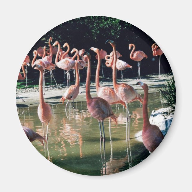 Imã Flamingo Magnet (Frente)