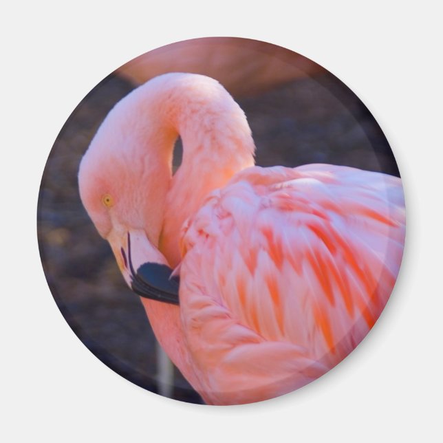 Imã Flamingo Magnet (Frente)