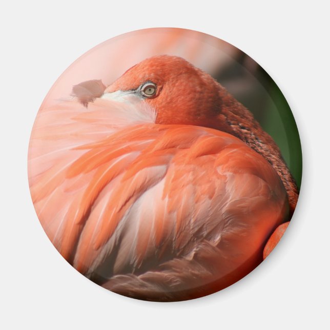 Imã Flamingo Magnet (Frente)