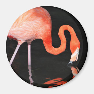 Imã Flamingo Magnet