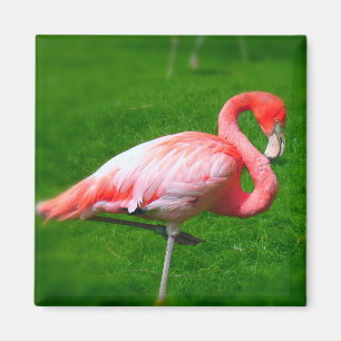 Imã Flamingo Rosa